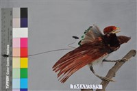 藏品(王風鳥)的圖片